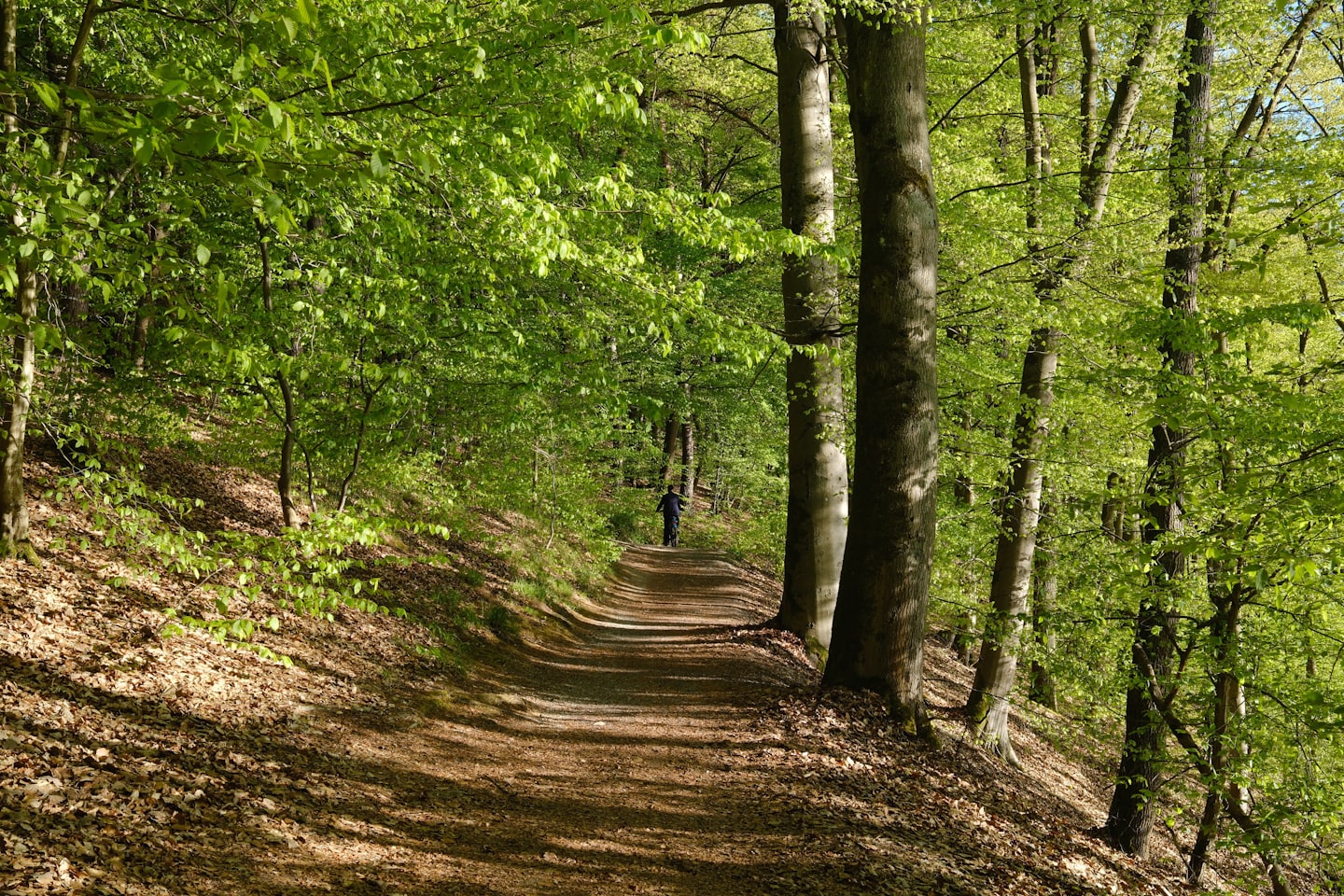 A person walks along a dirt path through the forest.