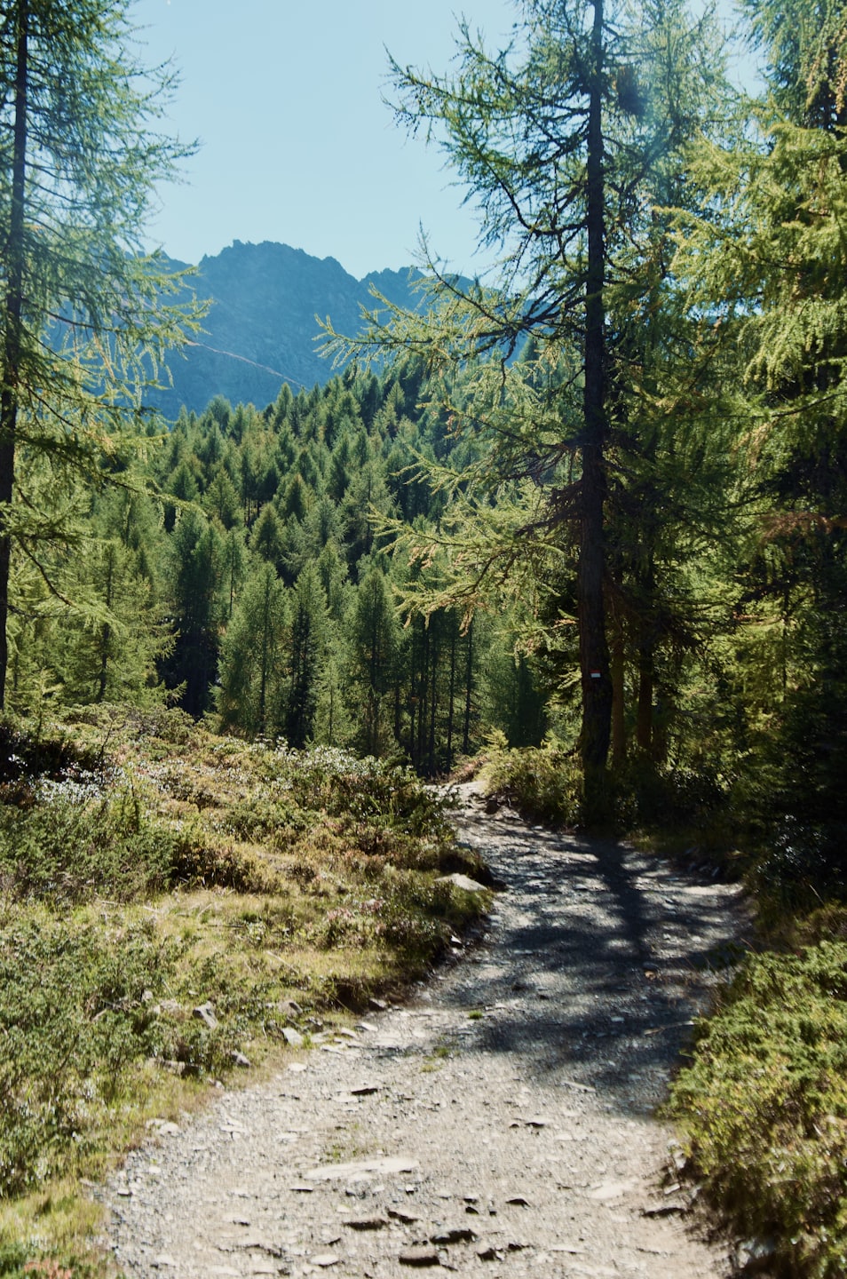 A dirt hiking trail winds through a pine forest toward distant mountains.